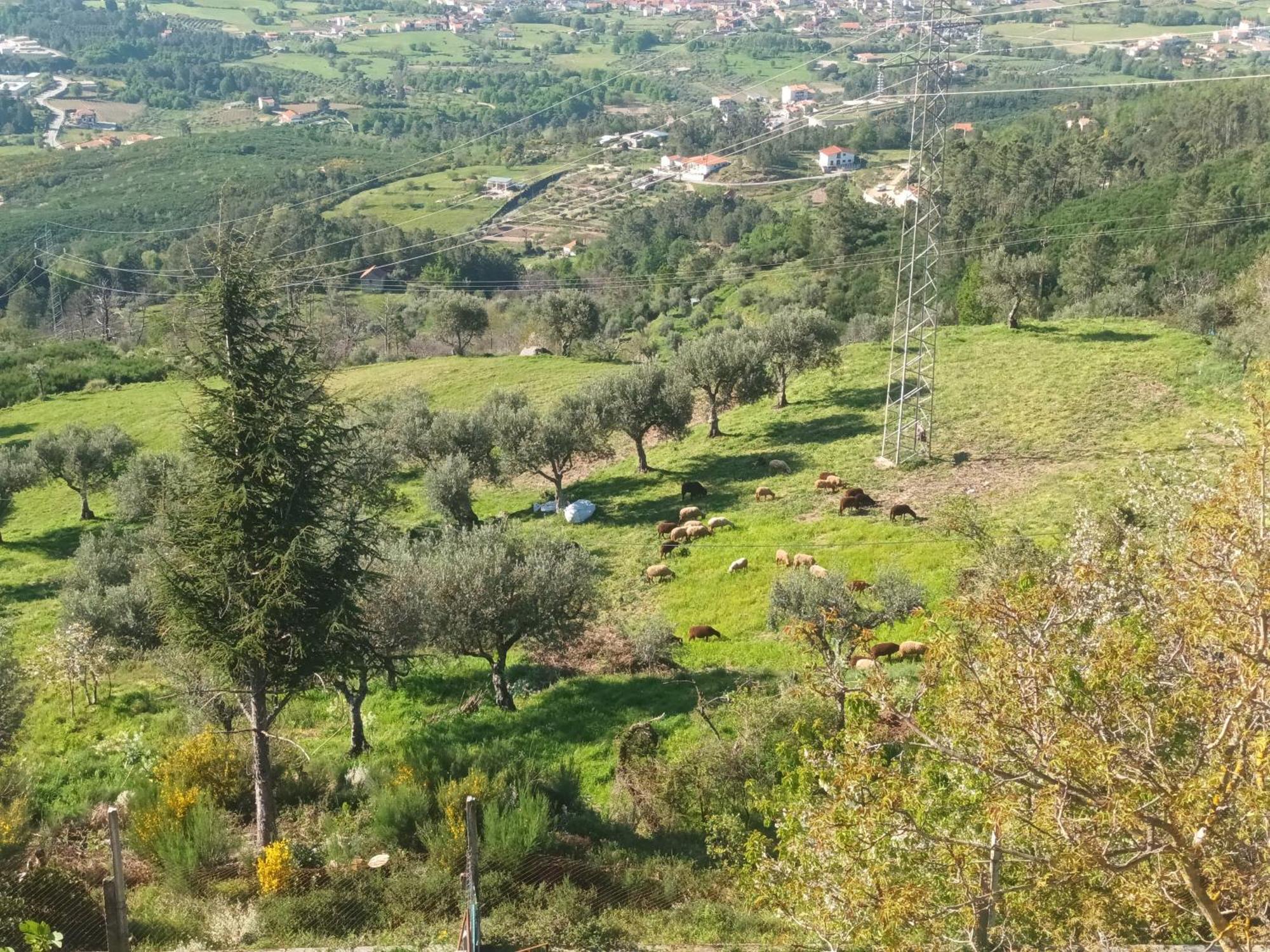 Casas Do Castelo Leilighet Aldeia da Serra  Eksteriør bilde